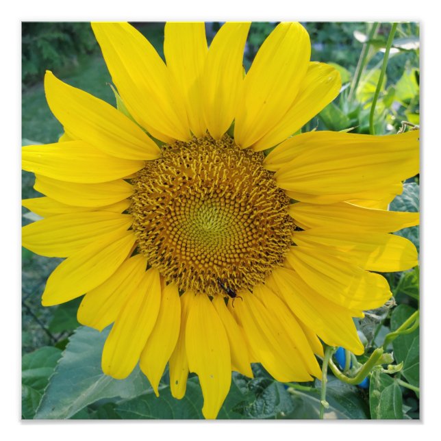 Foto de campo de girasol vibrante de la explosión  (Frente)