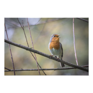 Foto de canto Robin Nature