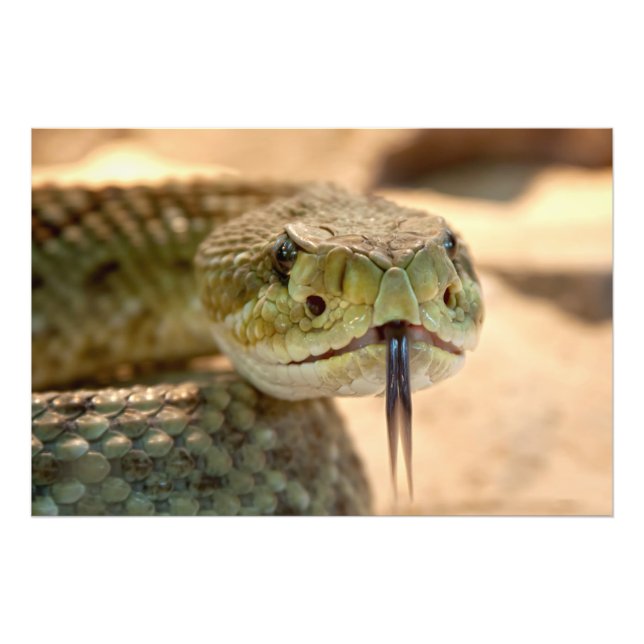 Foto de cerca de serpiente de cascabel (Frente)