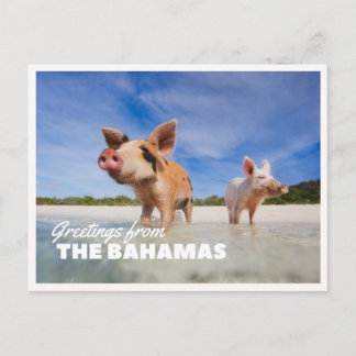 Foto de cerdo de las Bahamas Exuma Cay Tarjeta de