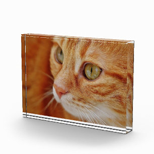 Foto de cierre de gato