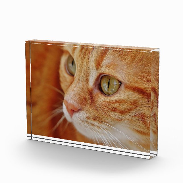 Foto de cierre de gato (Derecha)