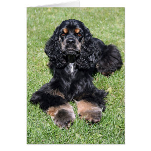Foto de Cocker Spaniel