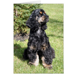 Foto de Cocker Spaniel