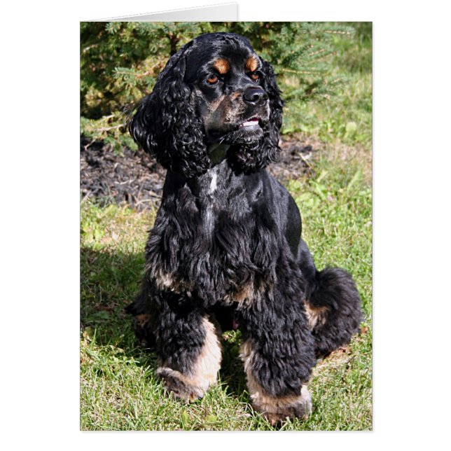 Foto de Cocker Spaniel (Frente)