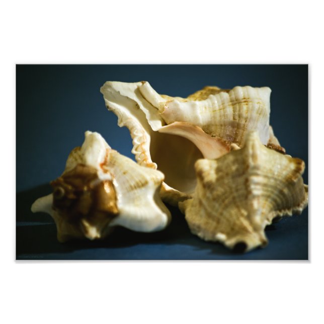 Foto de Conch 3335 (Frente)