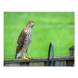 Foto de Cooper's Hawk Print 2