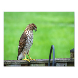 Foto de Cooper's Hawk Print 3