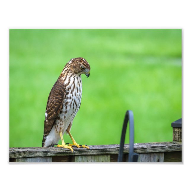 Foto de Cooper's Hawk Print 3 (Frente)