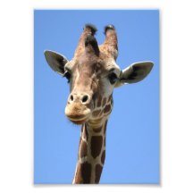 Foto de Cute Giraffe