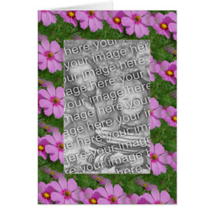 Foto de diseño de flores de Cosmos rosados de boni