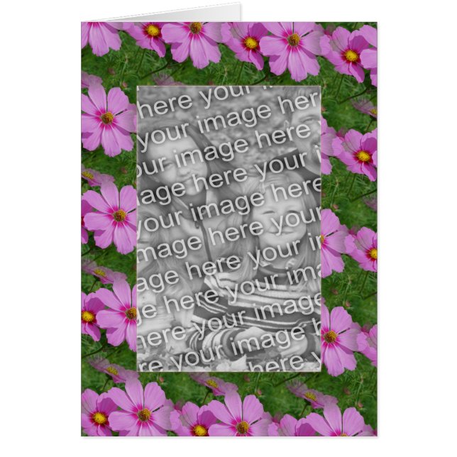Foto de diseño de flores de Cosmos rosados de boni (Frente)