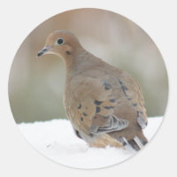 Foto de Dove de duelo en Pegatinas de Ronda person