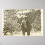 foto de elefante de arte pop animal<br><div class="desc">foto de elefante de arte pop animal</div>