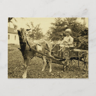 Foto de época- "Carro de cabra"- Postal