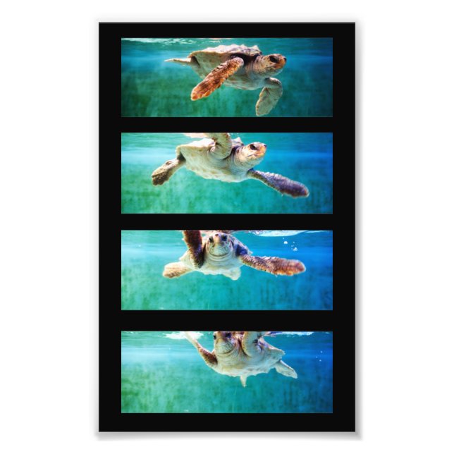 Foto de estudio de la tortuga marina de Loggerhead (Frente)