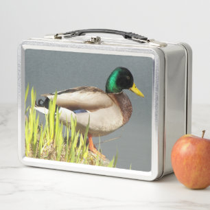 Foto de fauna silvestre de pato real