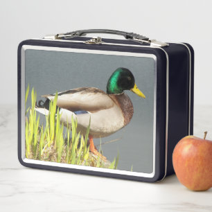 Foto de fauna silvestre de pato real