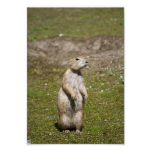 Foto de fauna silvestre de perro de la pradera de 