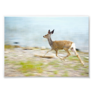 Foto de Fawn en ejecución