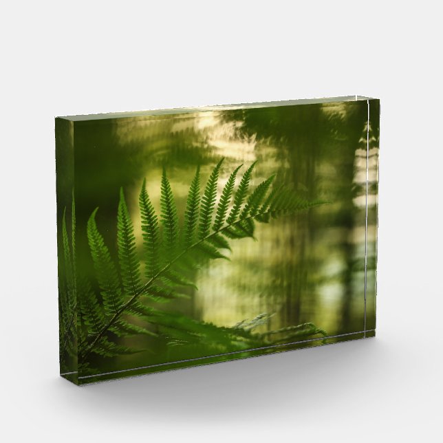 Foto de Fern Nature (Izquierda)