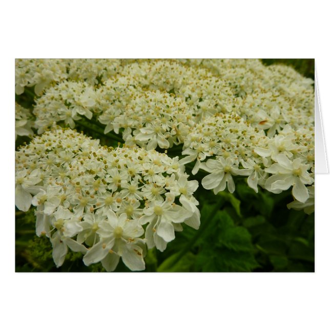 Foto de flor de encaje de Queen Anne (Anverso (Horizontal))