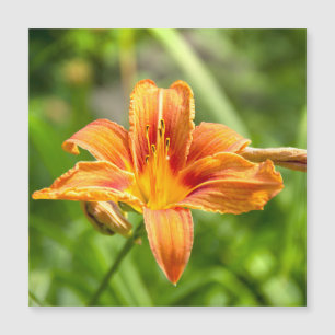 Foto de flor de lirio grande linda