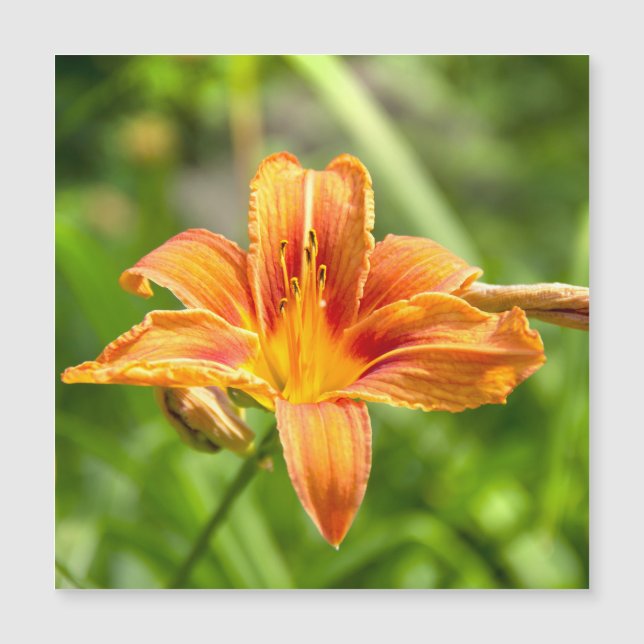 Foto de flor de lirio grande linda (Anverso)