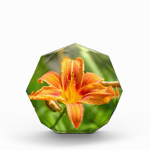 Foto de flor de lirio grande linda