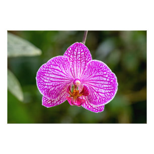 Foto de Flor de Orquídea Púrpura Caliente Rosa