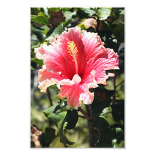 Foto de flor tropical Hibiscus peach y Pink