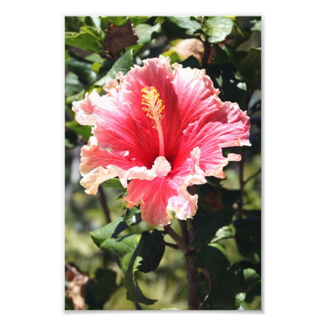 Foto de flor tropical Hibiscus peach y Pink (Frente)