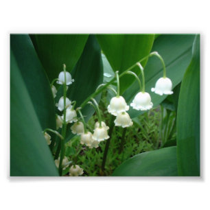 Foto de flores de Lily del Valle