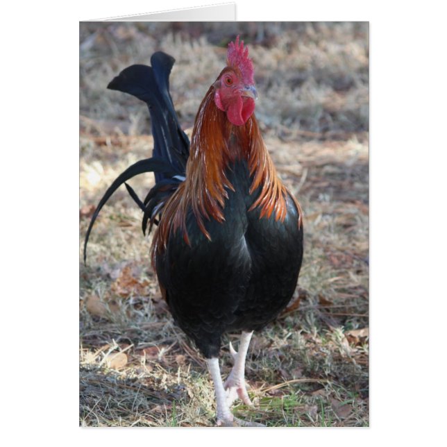 Foto de Game Rooster (Frente)