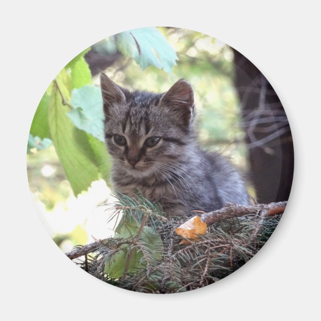 Foto de gatito bebé gato redondo imán (Frente)