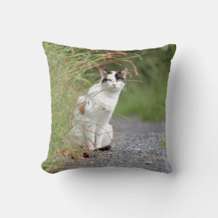Foto de gato, animales. arrojar almohada