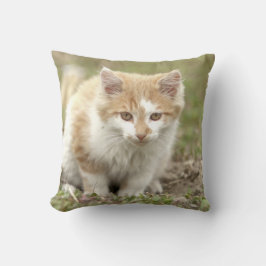 Foto de gato, animales. arrojar almohada