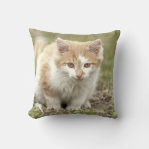 Foto de gato, animales. arrojar almohada