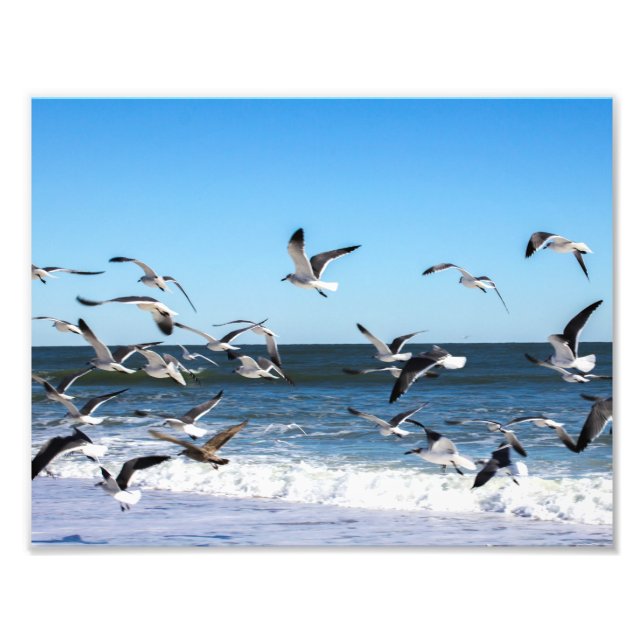 Foto de gaviotas (Frente)