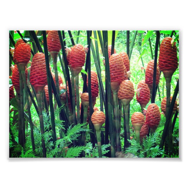 Foto de Ginger (Frente)