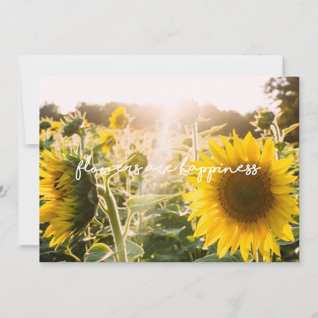 Foto de girasol real Campo Flores son felicidad (Anverso)