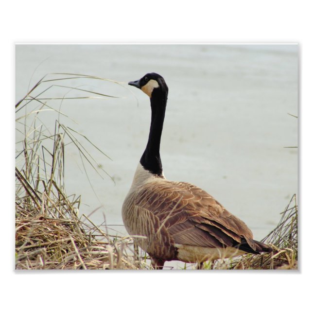 Foto de Goose (Frente)