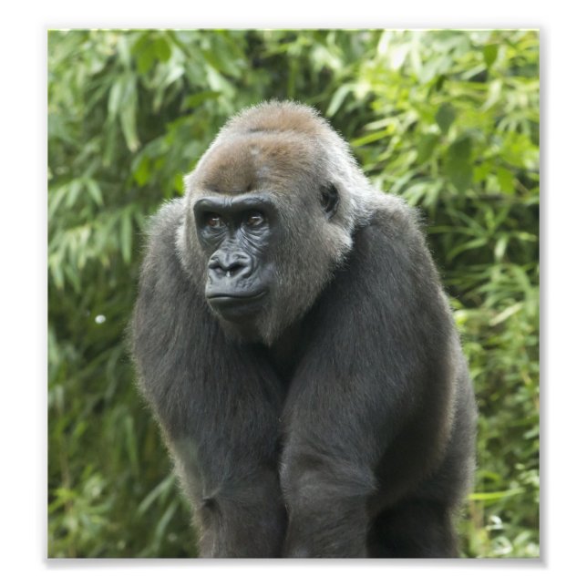 Foto de Gorilla (Frente)