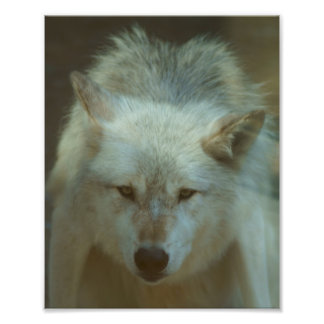 Foto de Gray Wolf
