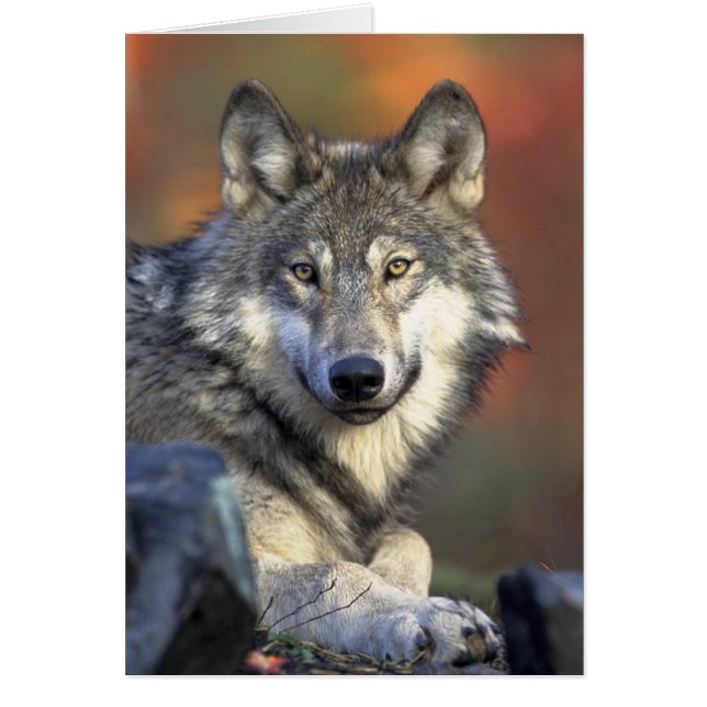 Foto de Gray Wolf (Frente)