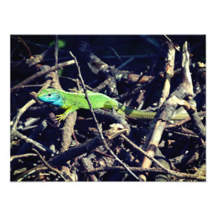 Foto de Green Lizard