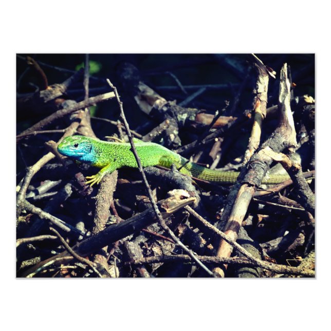 Foto de Green Lizard (Frente)