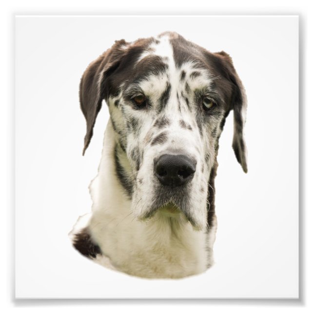 Foto de Harlequin Great Dane (Frente)