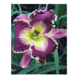 Foto de Hemerocallis de 11"x14"