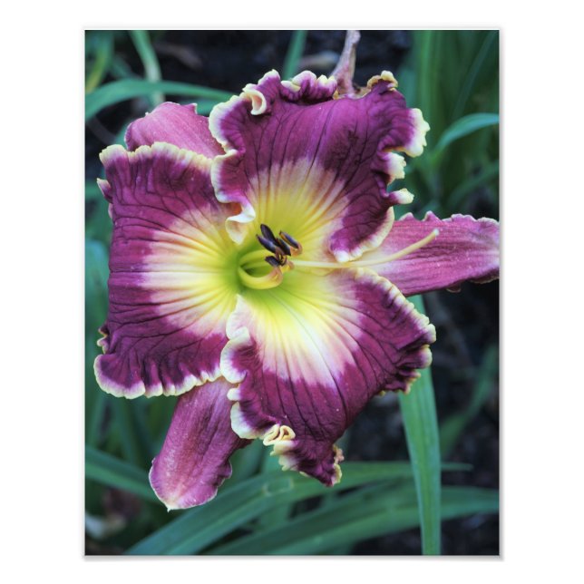 Foto de Hemerocallis de 11"x14" (Frente)